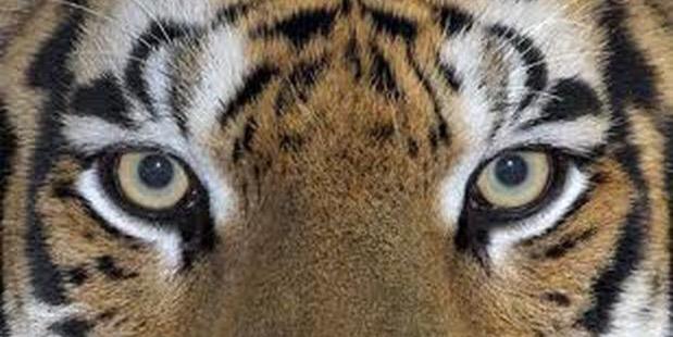 Hamilton MS Band banner