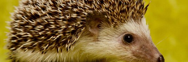 HedgehogTrader Profile Banner