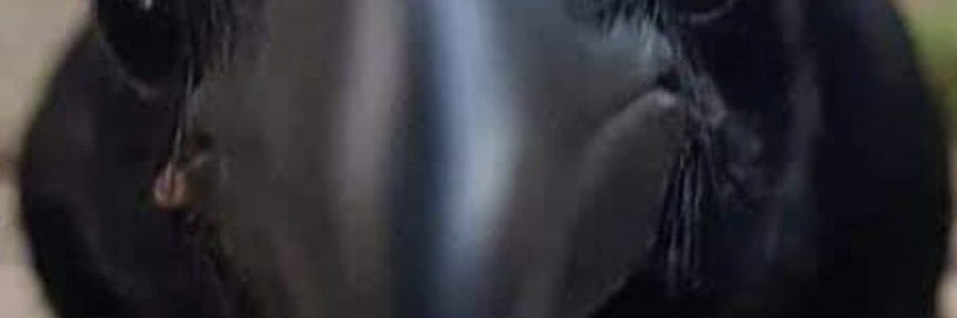 YoungYautja's profile banner image
