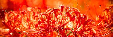 momo_lamm's profile banner image