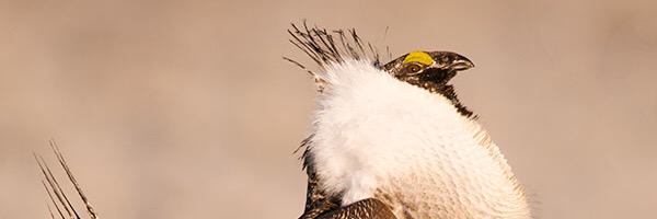 Dave showalter banner