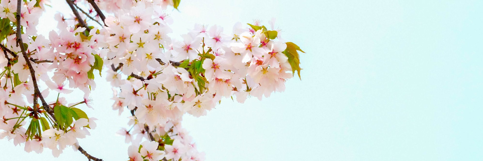 GOMmasan's profile banner image