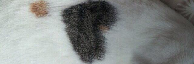 ミーちゃん♡ banner