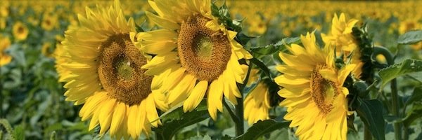 Liberty_Farm's profile banner image