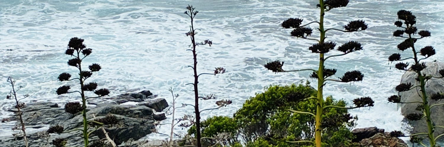 FerPerez banner