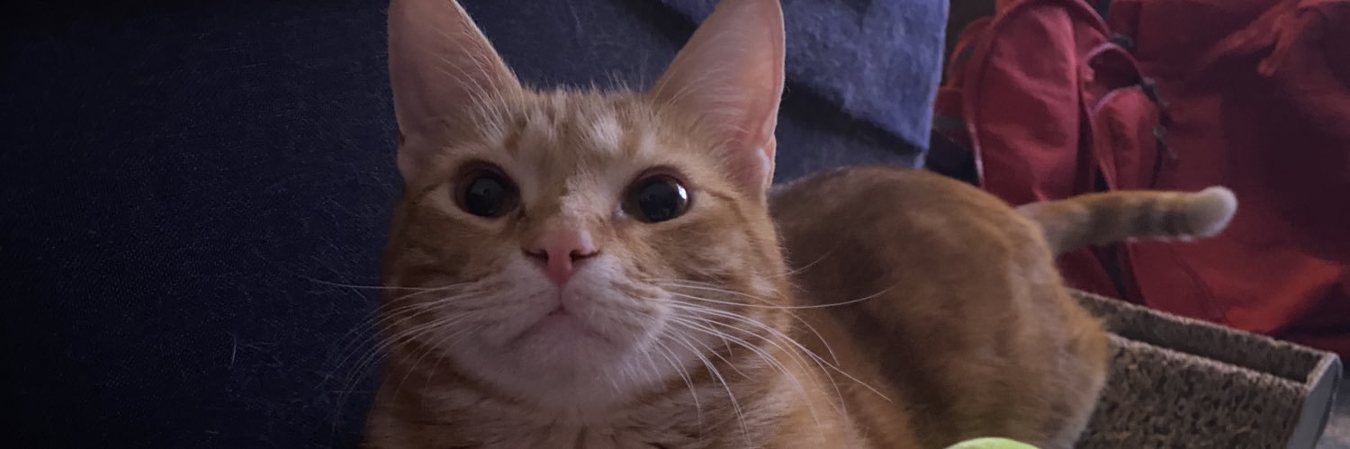 ✨🦋Tara🦋✨ banner