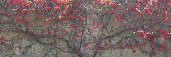 CressidaRyan Profile Banner