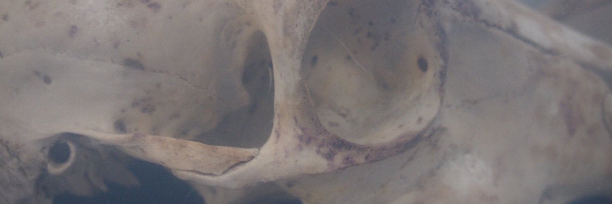 gelatin3's profile banner image
