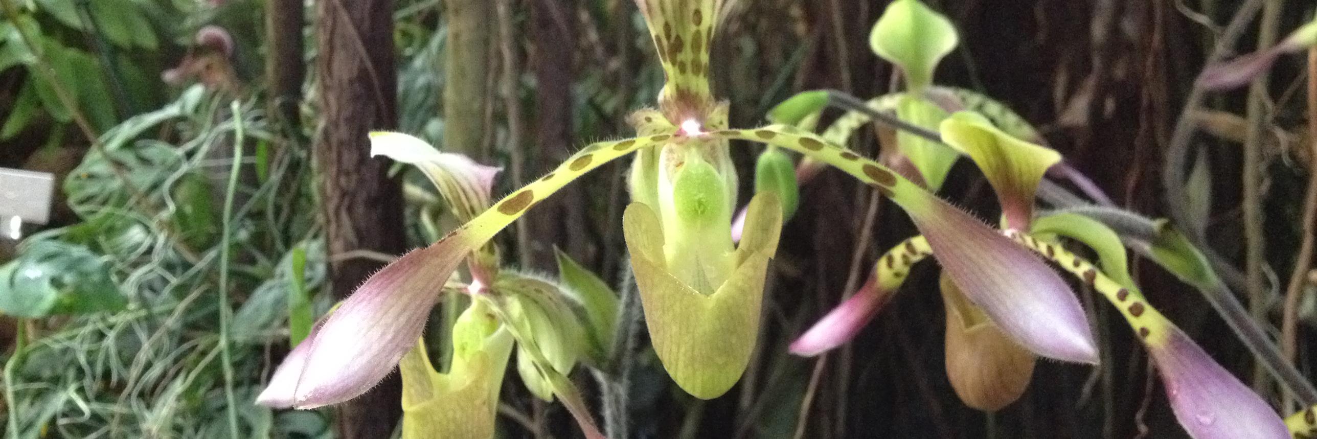 Nancy Schellhorn banner
