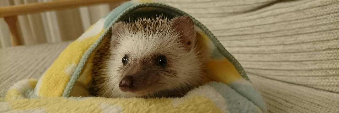 ふくすけ banner