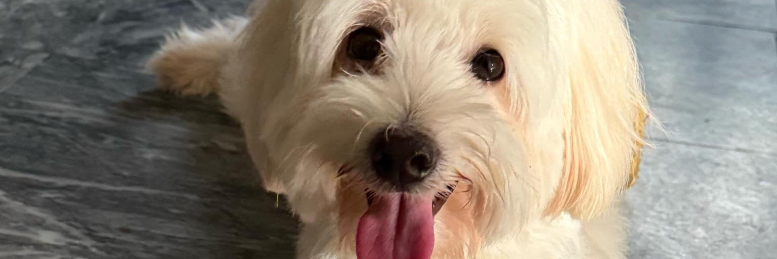 alliahberls's profile banner image