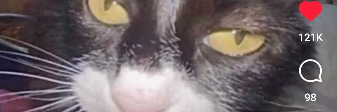 stacobjalnaker's profile banner image