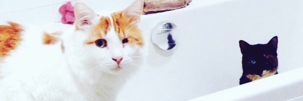 2cats1desert's profile banner image