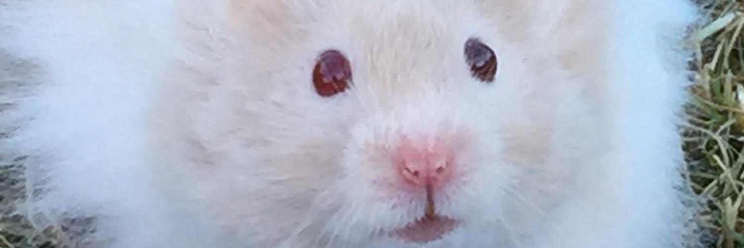 HamsterChico's profile banner image