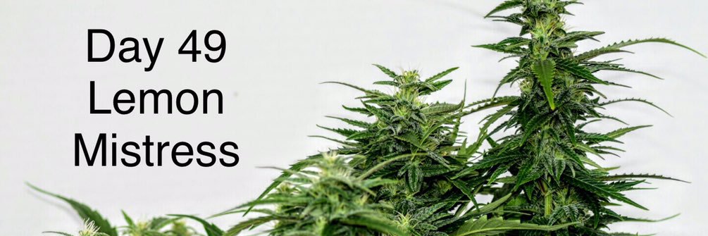 Stannabis's profile banner image