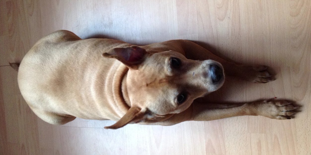 βαρβάρα λεμονίτσα ☦️🇬🇷🇺🇸 banner