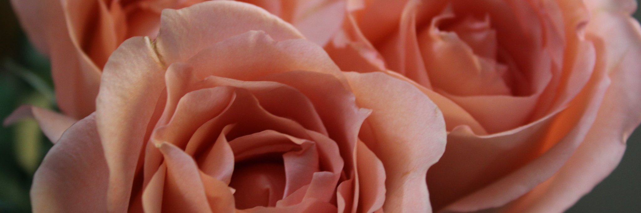 Lisa Seltzer banner