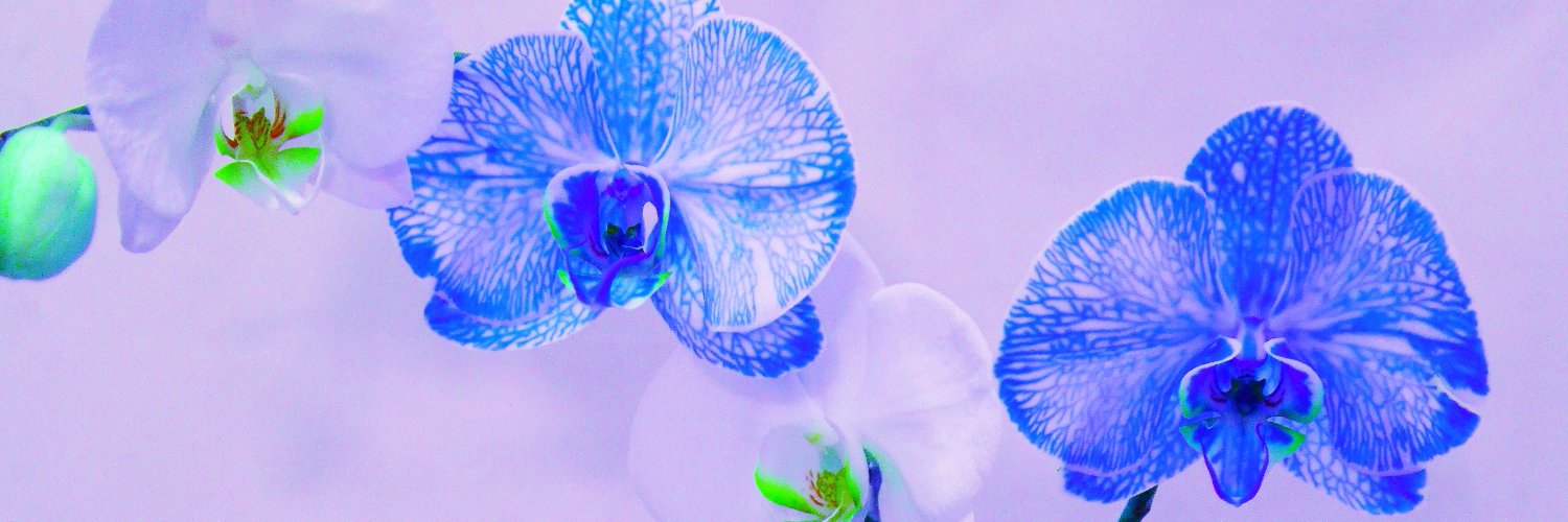 @ Anna K.P. banner