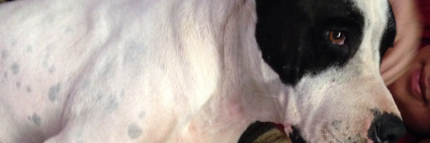 JimenaSerrano9's profile banner image