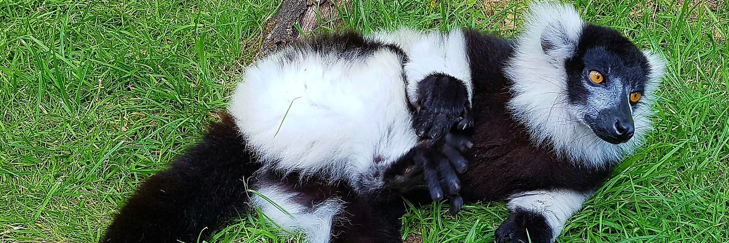 SloboHH's profile banner image