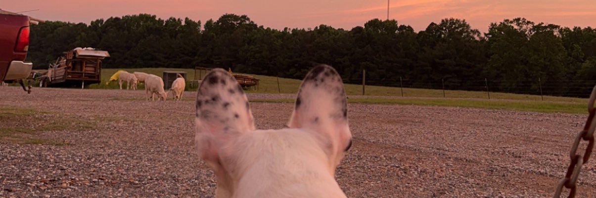 MleeCouch's profile banner image