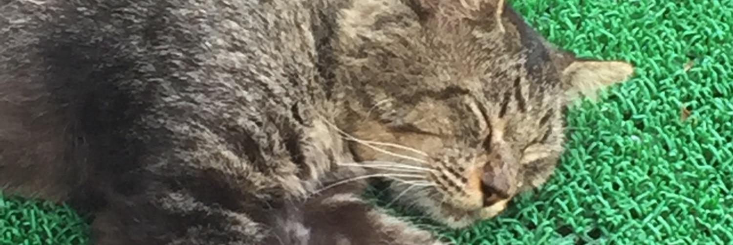 lsnoteihen's profile banner image