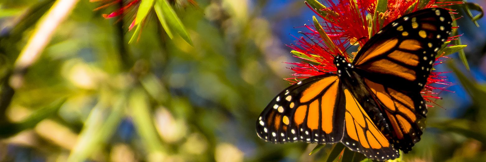 🐛🦋Any banner
