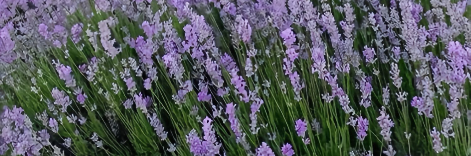 searpens's profile banner image