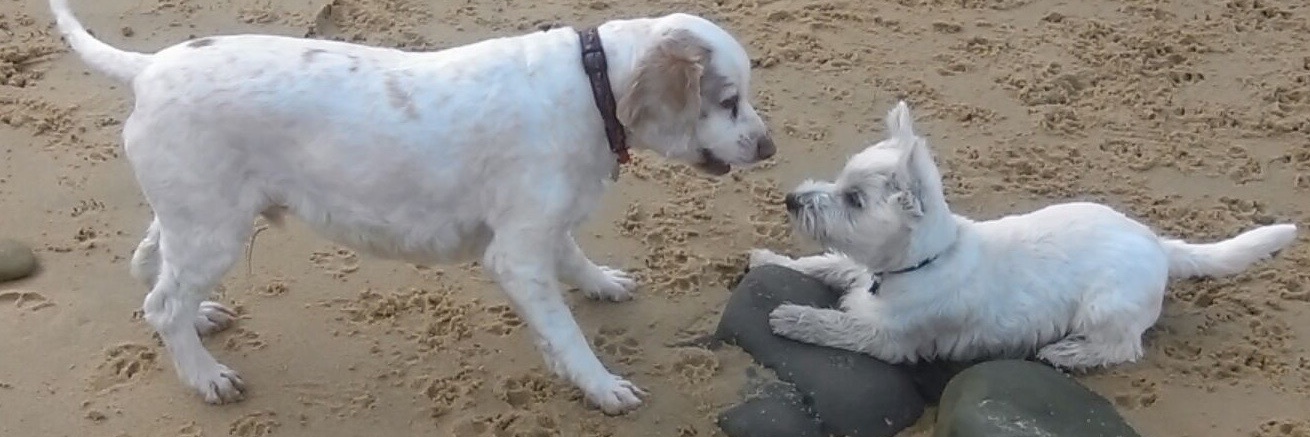 Archie_Spaniel's profile banner image