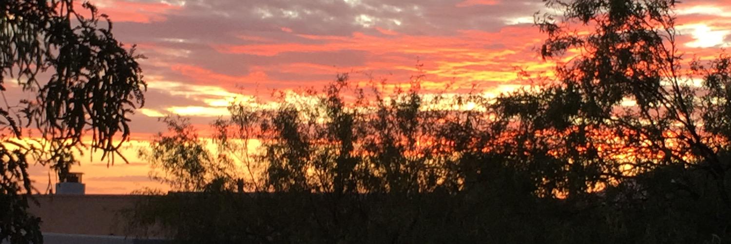 Lost Tucson Animals banner