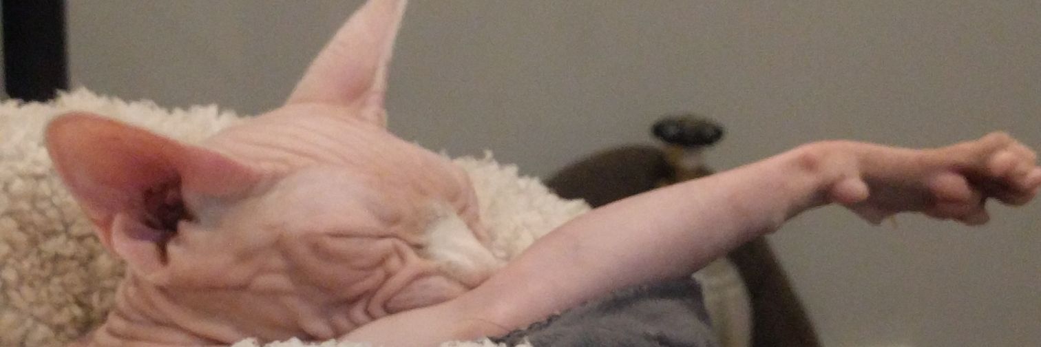MLalexis's profile banner image