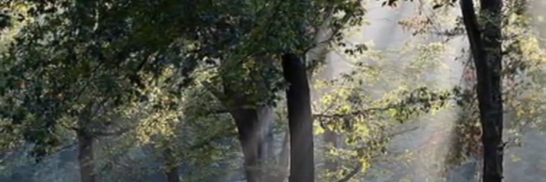 birdjo's profile banner image