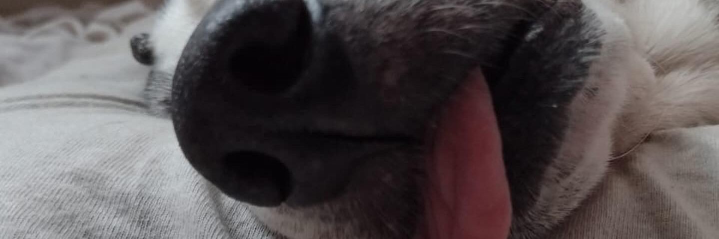 _Bielconha's profile banner image