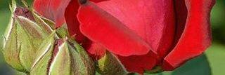 tek_kandel's profile banner image