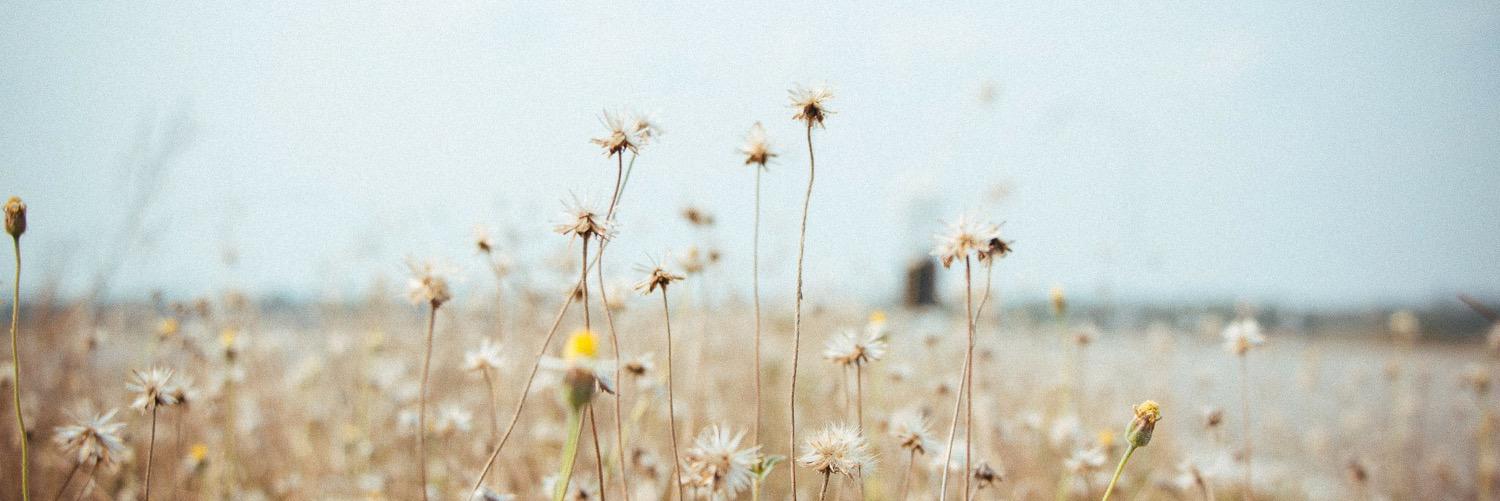 pukko_cutto's profile banner image