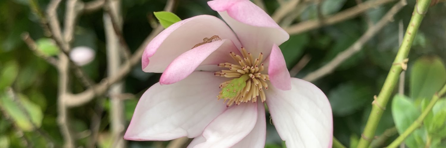 GervenRose's profile banner image