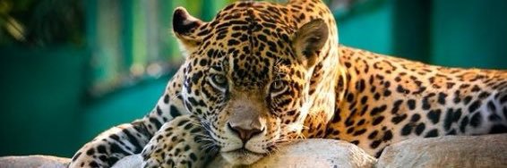 Oscar_Rager's profile banner image