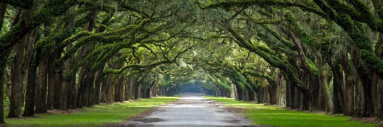 Avery Scarbrough banner