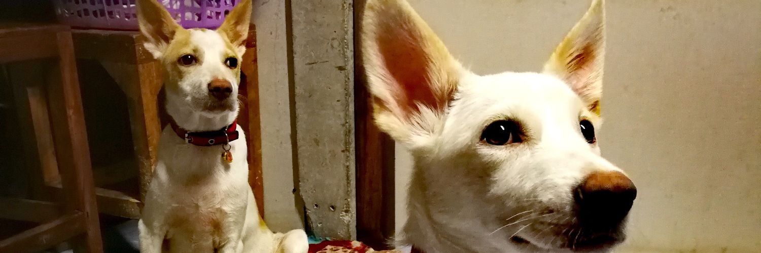 SuphatRuangsri's profile banner image