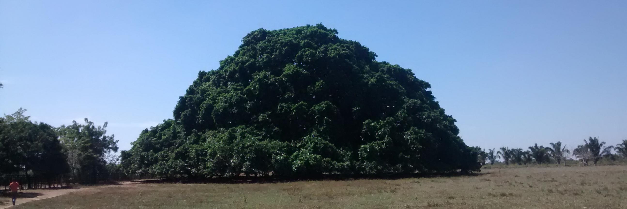 Pascual Gaviria banner