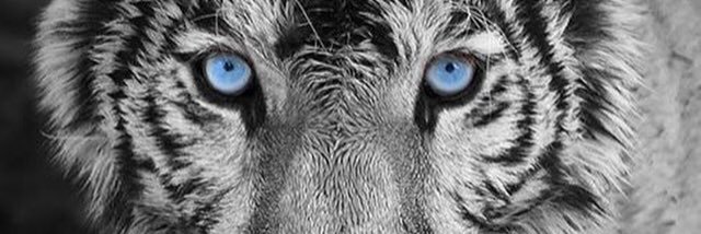 maarufmobile's profile banner image