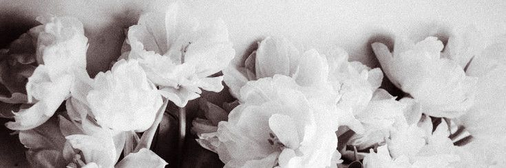 rosenochte's profile banner image