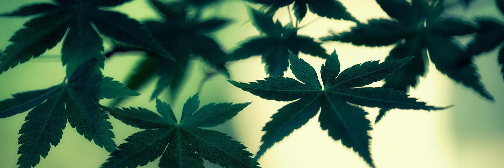 StonerGadgets's profile banner image