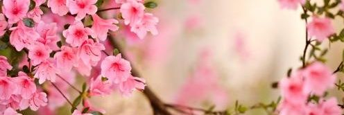 lyndazdet's profile banner image