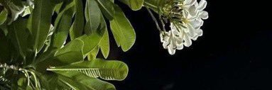 znodi's profile banner image