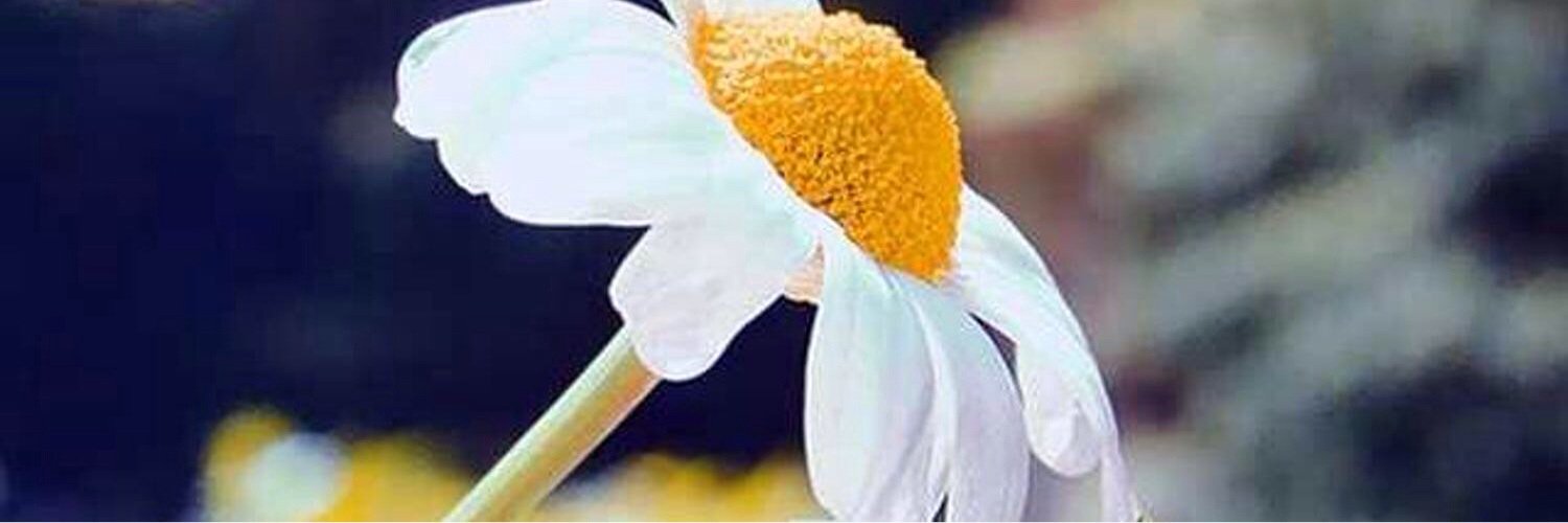 kataba1518's profile banner image