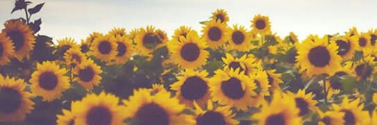 hernanade37's profile banner image