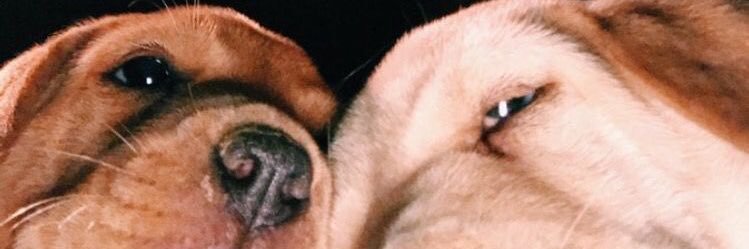 กิตด๋อย banner