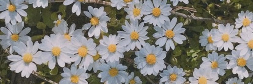 plai banner