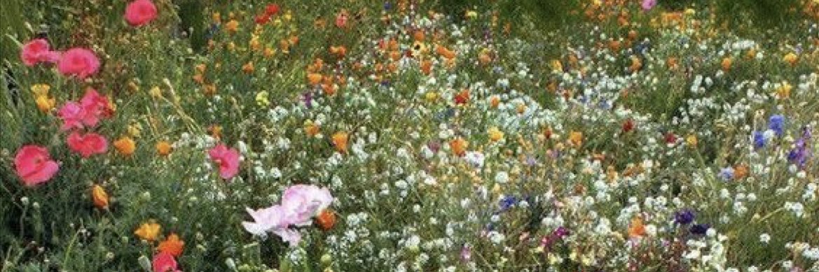 Nicole Chambers banner